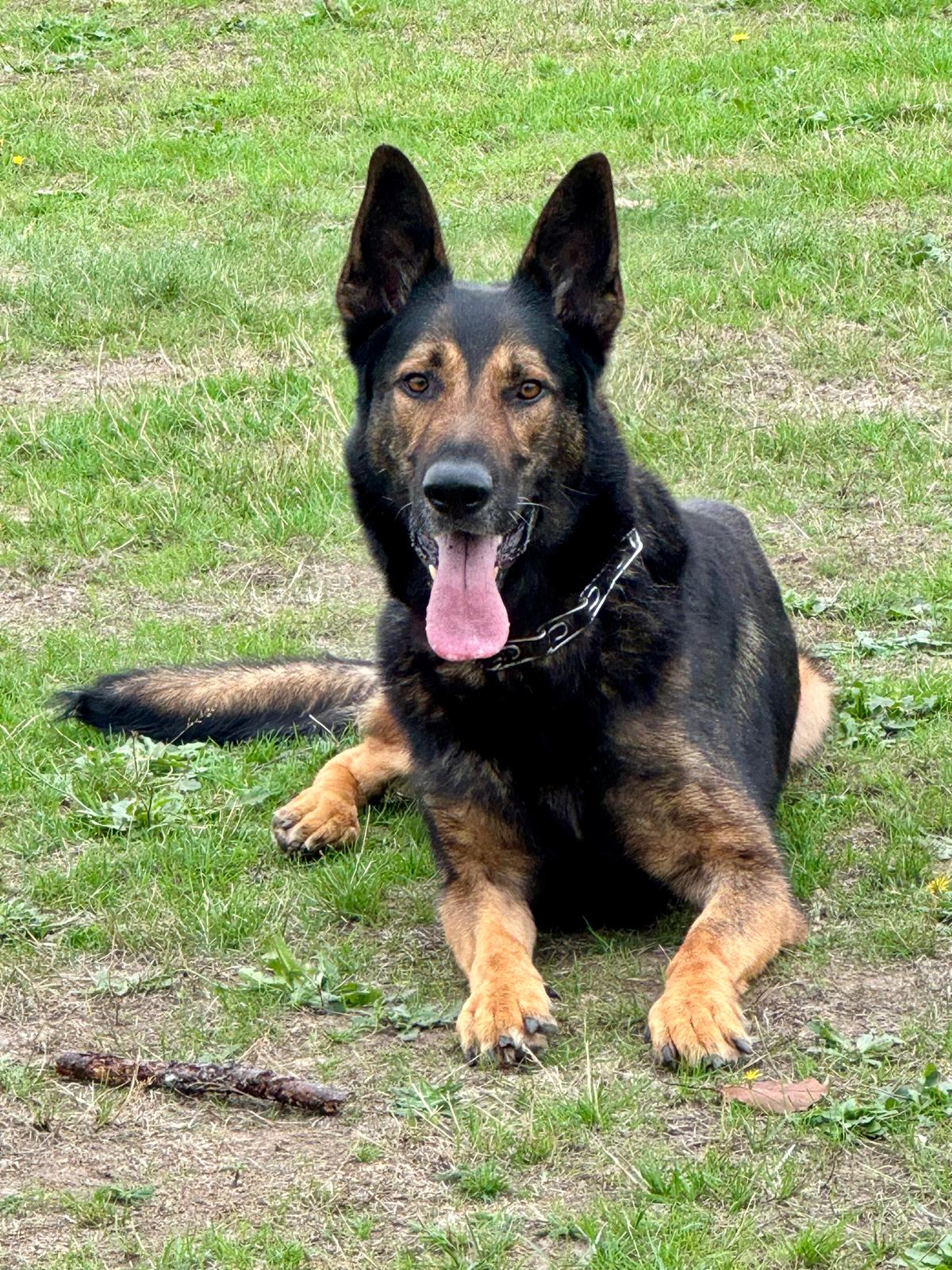 MAX - SURREY